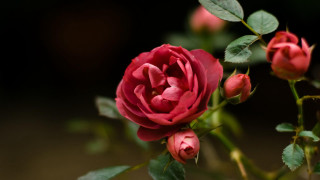 Red rose green leaves macro 2 - stem free wallpaper