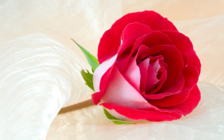 Red rose white surface green 3 - a single red rose free wallpaper