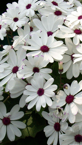 White flowers red centers garden - a garden free wallpaper
