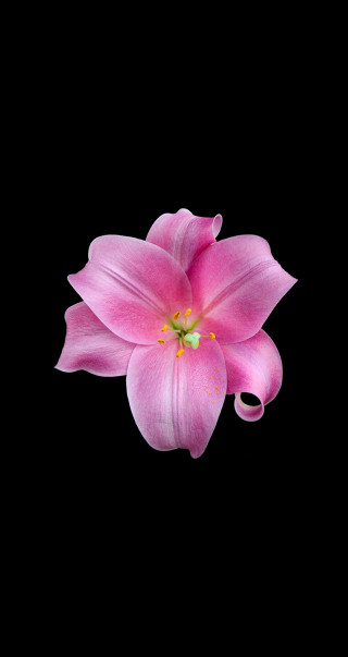 Pink flower green center black - affinity photo free wallpaper