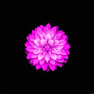 Pink flower dark background white - a white center free wallpaper