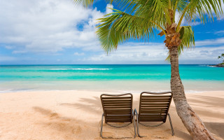 Two chairs beach palm tree 6 - palm tree free wallpaper