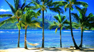 Tropical beach hammock palm trees - a hammock free wallpaper