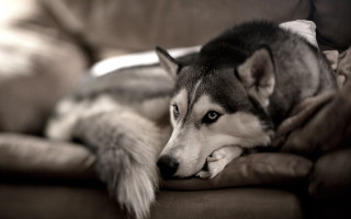 Husky dog couch pillow head - his head on free wallpaper