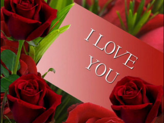 Red rose i love you 2 - red rose free wallpaper