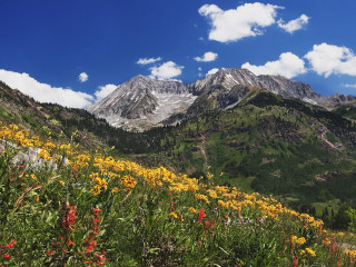 Mountain range flowers foreground blue 2 - a mountain range free wallpaper