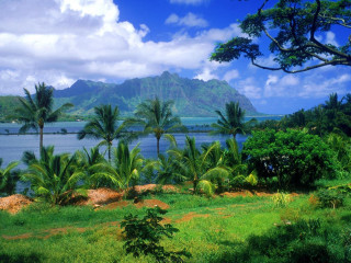 Lush green field palm trees 7 - lush free wallpaper
