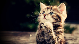 Kitten hind legs pawing camera - its hind leg free wallpaper