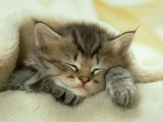 Kitten sleeping white blanket eyes - a white blanket free wallpaper