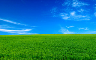 Green field blue sky lone - a green field free wallpaper