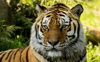 Tiger sitting grass looking camera - a tiger free wallpaper
