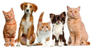 Cats dogs sitting white background - bourgeoi free wallpaper