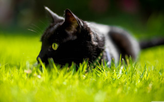 Black cat grass camera green - a black nose free wallpaper