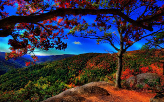 Tree hill blue sky autumn - bob thompson free wallpaper