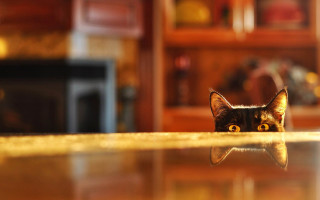 Cat peeking table reflection bookcase - a bookcase free wallpaper