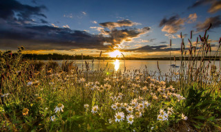 Sunset lake wildflowers foreground boat - a beautiful sunset over a lake free wallpaper