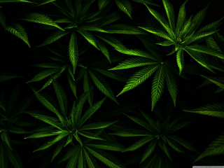 Green leaves black background nature - art green free wallpaper