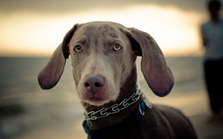Dog chain camera person beach - its neck free wallpaper