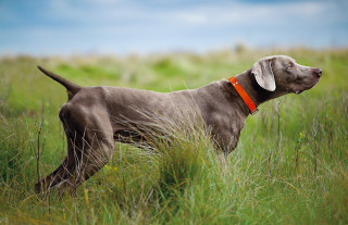 Dog red collar tall grass - a red collar free wallpaper