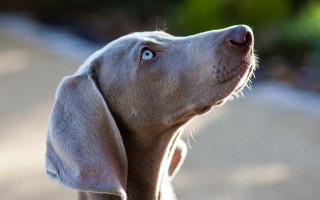 Dog blue eye looking up - neoplasticism free wallpaper