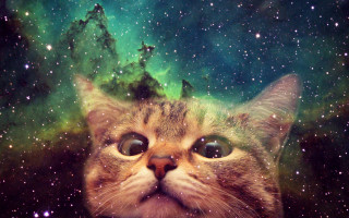 Cat green blue sky stars - sky in the background free wallpaper