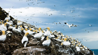 Flock birds rocky cliff ocean - bird free wallpaper
