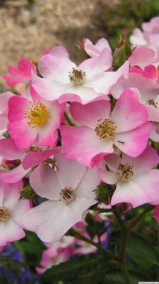 Pink flowers blooming in the - domirinic fegallia free wallpaper