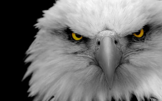 Bald eagle yellow eyes black 2 - angry free wallpaper