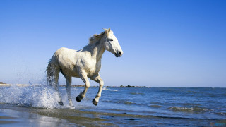 White horse running water beach 2 - a white horse free wallpaper