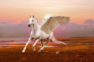 White horse winged running field - a white horse free wallpaper