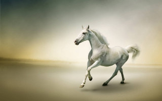 White horse galloping sandy beach - a white horse free wallpaper