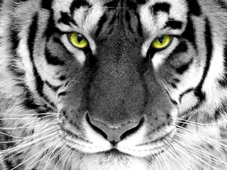 Tiger yellow eyes black background - a tiger free wallpaper