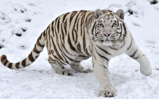 White tiger walking snow zoo - a white tiger free wallpaper
