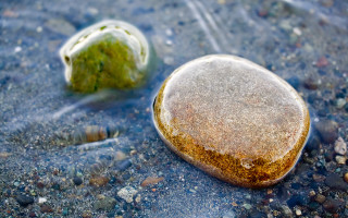 Rock seaweed beach water sand - the background and a rock free wallpaper
