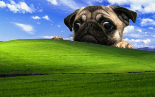 Pug peeking green hill blue - 4k resolution free wallpaper