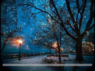 Bench under tree snow night - a street light in the background free wallpaper