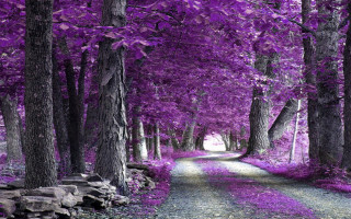 Purple forest dirt road trees - bouchta el hayani free wallpaper for desktop
