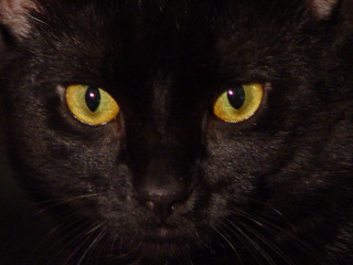 Black cat yellow eyes serious 7 - its face free wallpaper