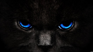 Black cat blue eyes black - blue eye free wallpaper