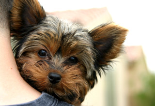 Small dog held blue eyes - chippy free wallpaper