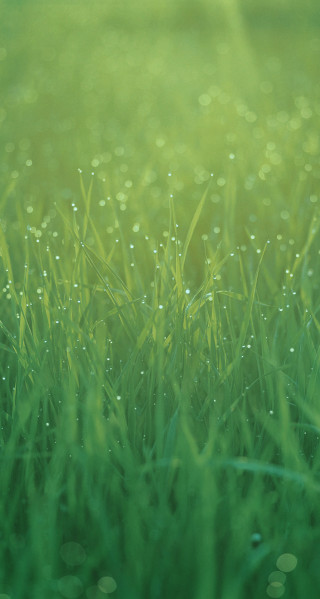 Grass drops night starry sky - water droplet free wallpaper