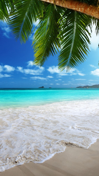 Beach palm tree blue sky 26 - a matte painting free wallpaper