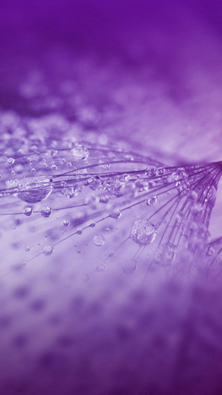 Dandelion water droplets purple background 3 - water droplet free wallpaper