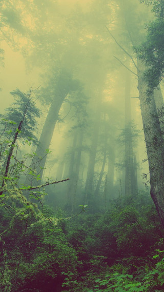 Foggy forest trees green bench - tall free wallpaper