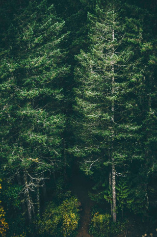 Forest path trees nature trail 2 - free forest wallpaper