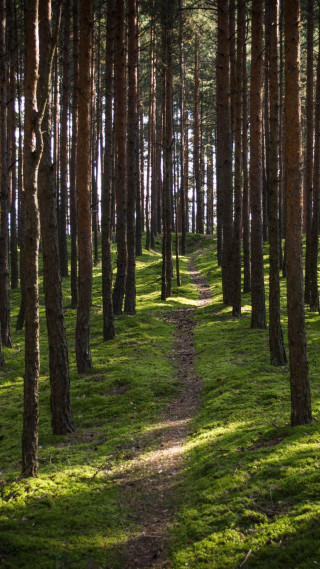 Wooded path grassy trail trees - a grassy area free wallpaper