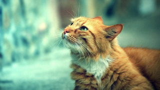 Cat looking up wide eyes 2 - a blurry background of a building free wallpaper