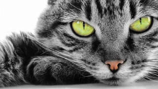 Cat green eyes serious look 2 - serious free wallpaper for desktop