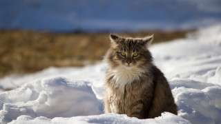 Cat snow camera blurry background - the snow free wallpaper