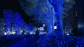 Pathway blue lights park night - a pathway free wallpaper